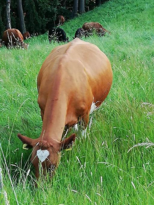 Ferienwohnung Fuer Naturfreunde Rathmannsdorf Zewnętrze zdjęcie